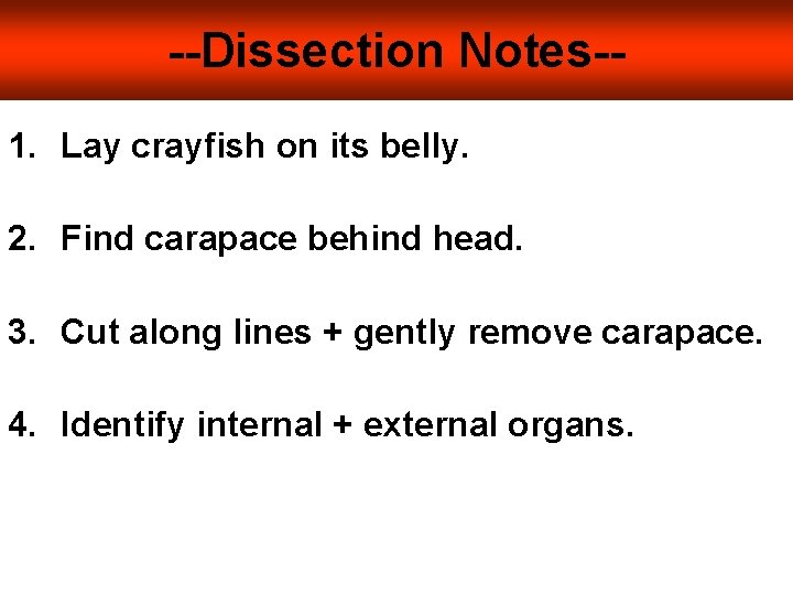 --Dissection Notes-1. Lay crayfish on its belly. 2. Find carapace behind head. 3. Cut