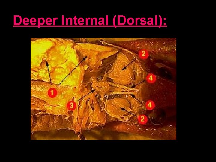 Deeper Internal (Dorsal): 
