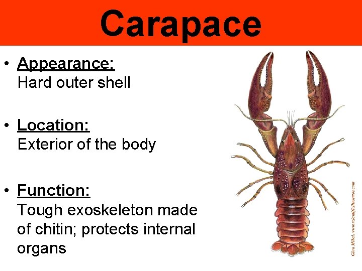 Carapace • Appearance: Hard outer shell • Location: Exterior of the body • Function: