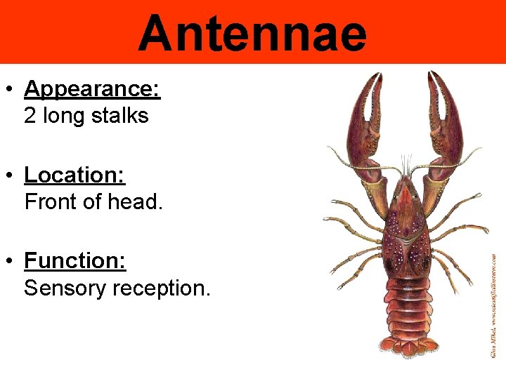 Antennae • Appearance: 2 long stalks • Location: Front of head. • Function: Sensory