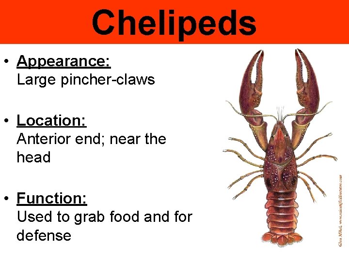 Chelipeds • Appearance: Large pincher-claws • Location: Anterior end; near the head • Function: