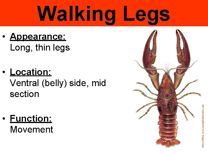 Walking Legs • Appearance: Long, thin legs • Location: Ventral (belly) side, mid section