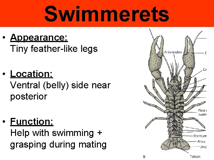 Swimmerets • Appearance: Tiny feather-like legs • Location: Ventral (belly) side near posterior •