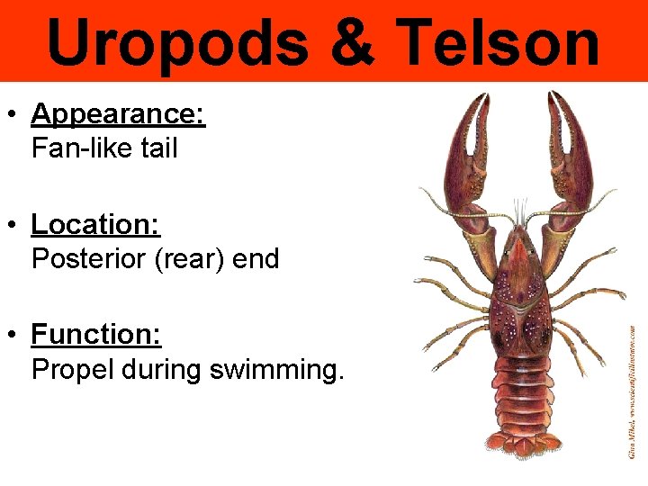 Uropods & Telson • Appearance: Fan-like tail • Location: Posterior (rear) end • Function: