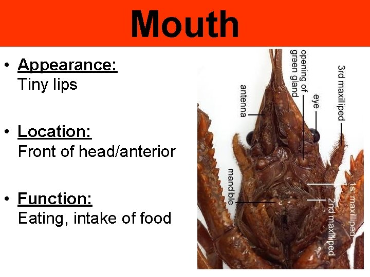 Mouth • Appearance: Tiny lips • Location: Front of head/anterior • Function: Eating, intake