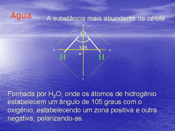 Água A substância mais abundante da célula - O + H 105 º H