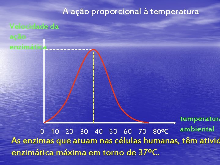 A ação proporcional à temperatura Velocidade da ação enzimática 0 10 20 30 40