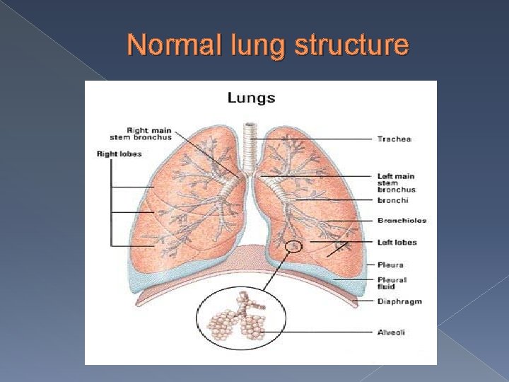 Normal lung structure 