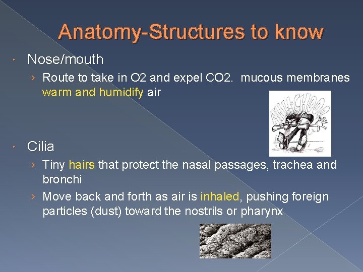 Anatomy-Structures to know Nose/mouth › Route to take in O 2 and expel CO
