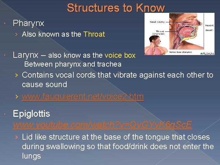 Structures to Know Pharynx › Also known as the Throat Larynx – also know