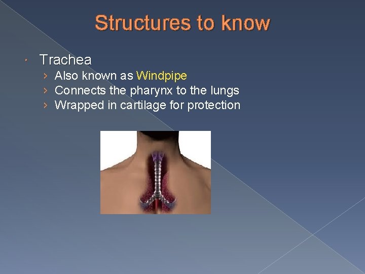 Structures to know Trachea › Also known as Windpipe › Connects the pharynx to