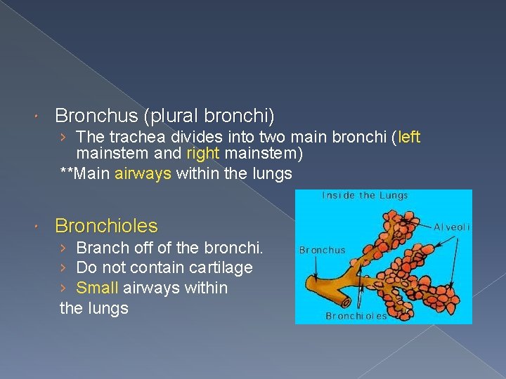  Bronchus (plural bronchi) › The trachea divides into two main bronchi (left mainstem