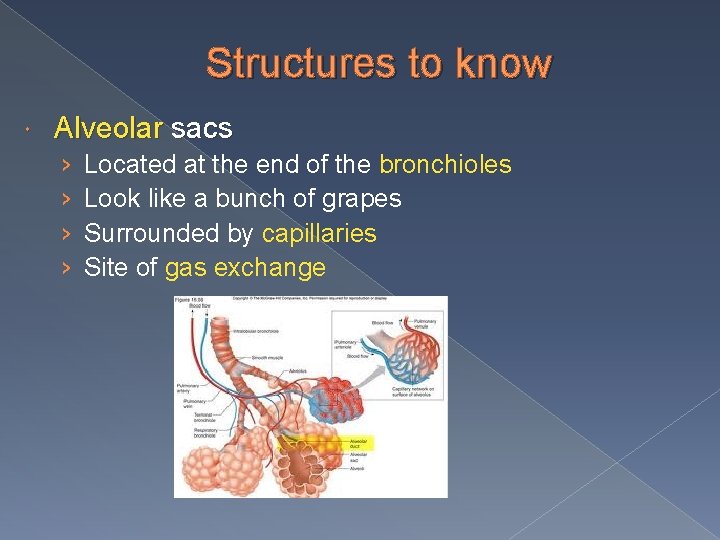 Structures to know Alveolar sacs › › Located at the end of the bronchioles