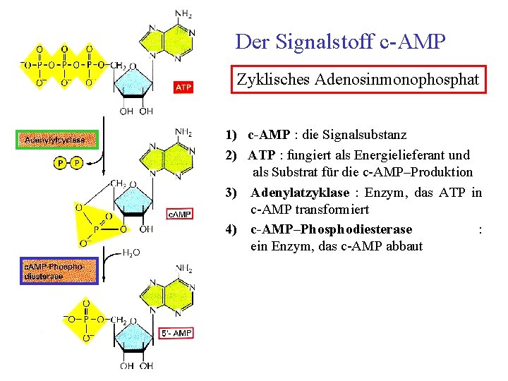Der Signalstoff c AMP Zyklisches Adenosinmonophosphat 1) c-AMP : die Signalsubstanz 2) ATP :