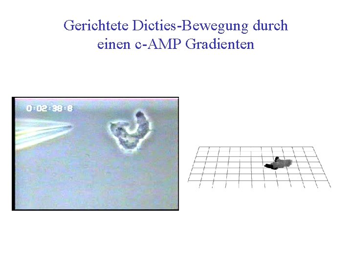 Gerichtete Dicties Bewegung durch einen c AMP Gradienten 