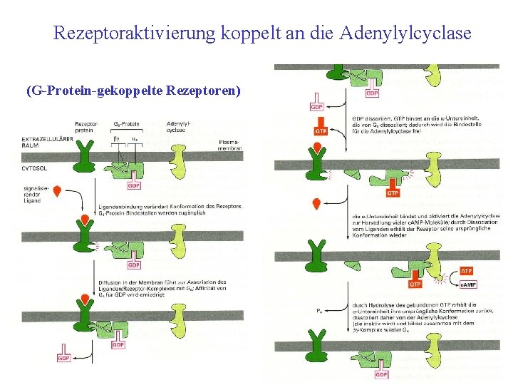 Rezeptoraktivierung koppelt an die Adenylylcyclase (G-Protein-gekoppelte Rezeptoren) Bild 