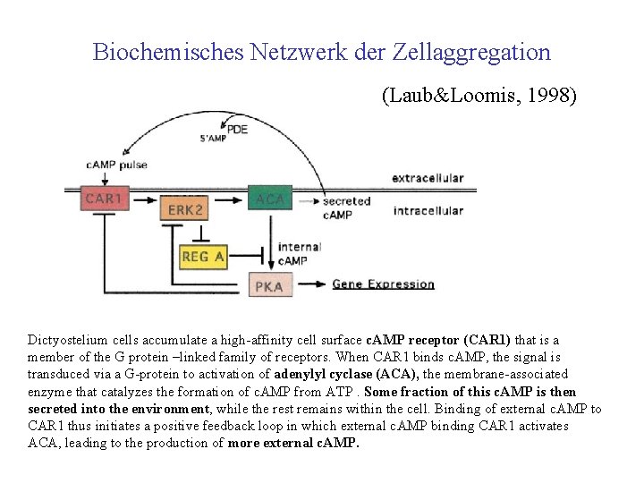 Biochemisches Netzwerk der Zellaggregation (Laub&Loomis, 1998) Dictyostelium cells accumulate a high affinity cell surface