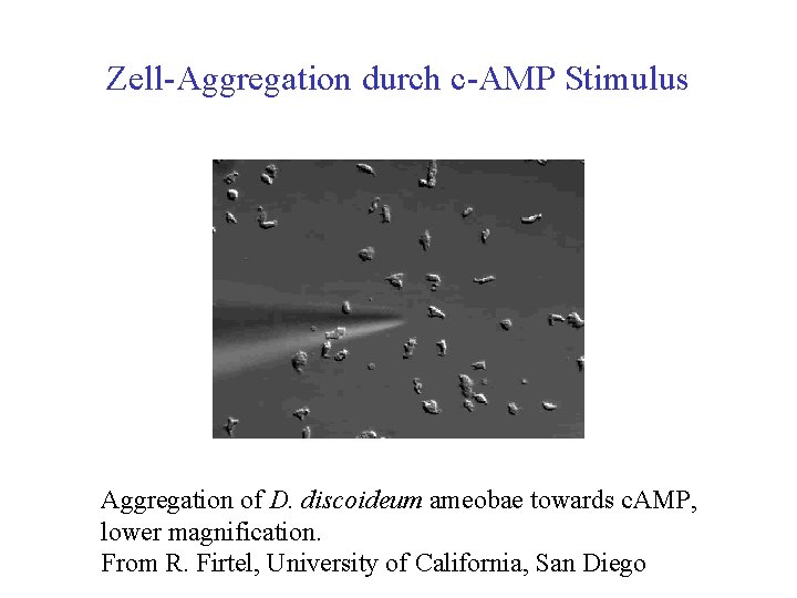 Zell Aggregation durch c AMP Stimulus Aggregation of D. discoideum ameobae towards c. AMP,