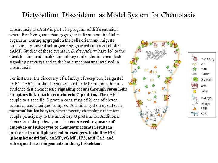 Dictyostlium Discoideum as Model System for Chemotaxis to c. AMP is part of a