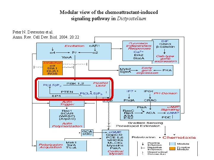 Modular view of the chemoattractant induced signaling pathway in Dictyostelium Peter N. Devreotes et