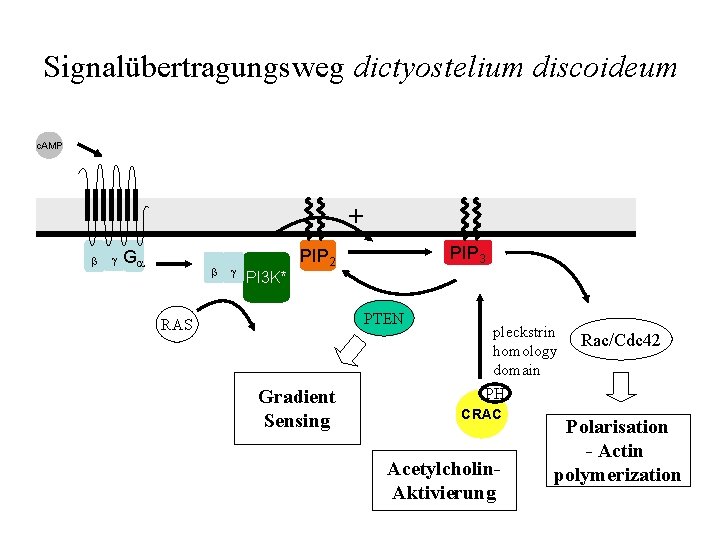 Signalübertragungsweg dictyostelium discoideum c. AMP + b g Ga b g PI 3 K*