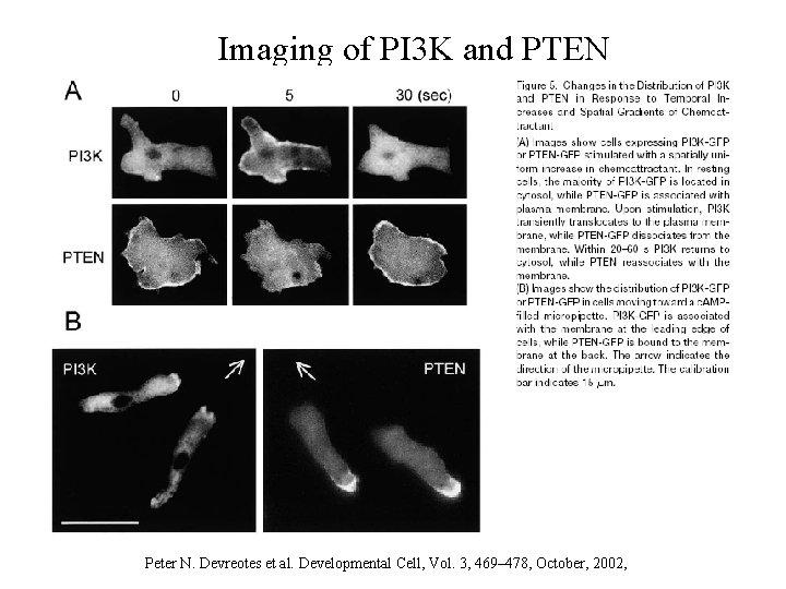 Imaging of PI 3 K and PTEN Peter N. Devreotes et al. Developmental Cell,