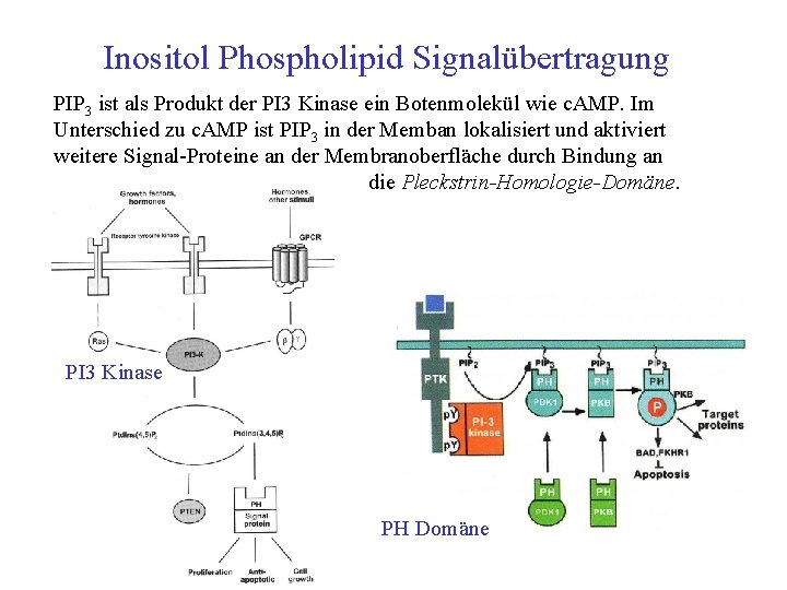 Inositol Phospholipid Signalübertragung PIP 3 ist als Produkt der PI 3 Kinase ein Botenmolekül