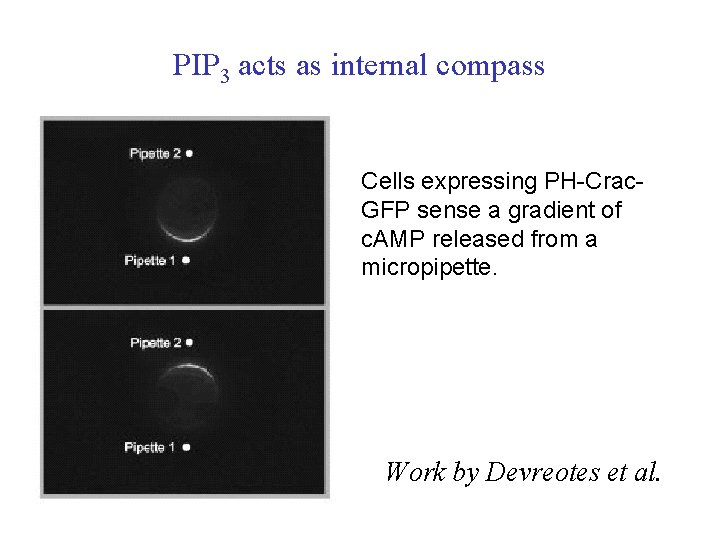 PIP 3 acts as internal compass Cells expressing PH-Crac. GFP sense a gradient of