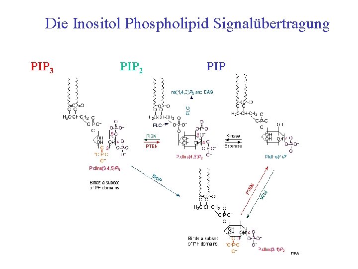 Die Inositol Phospholipid Signalübertragung PIP 3 PIP 2 PIP 