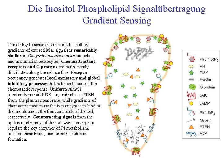 Die Inositol Phospholipid Signalübertragung Gradient Sensing The ability to sense and respond to shallow