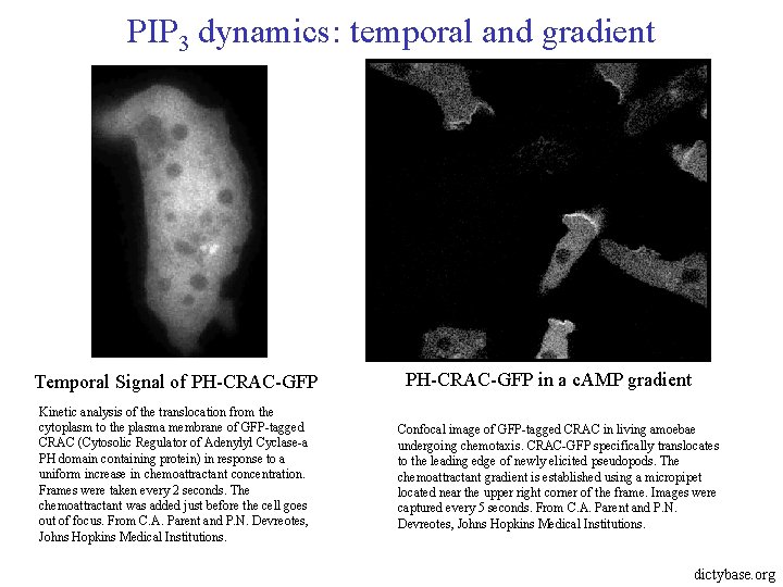 PIP 3 dynamics: temporal and gradient Temporal Signal of PH CRAC GFP Kinetic analysis