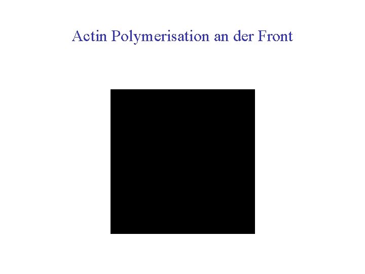 Actin Polymerisation an der Front 