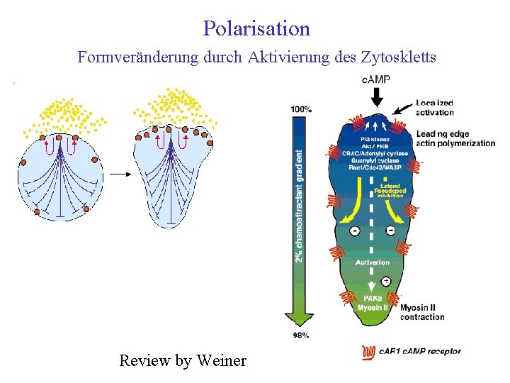 Polarisation Formveränderung durch Aktivierung des Zytoskletts Review by Weiner 