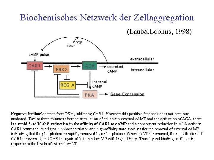 Biochemisches Netzwerk der Zellaggregation (Laub&Loomis, 1998) Negative feedback comes from PKA, inhibiting CAR 1.