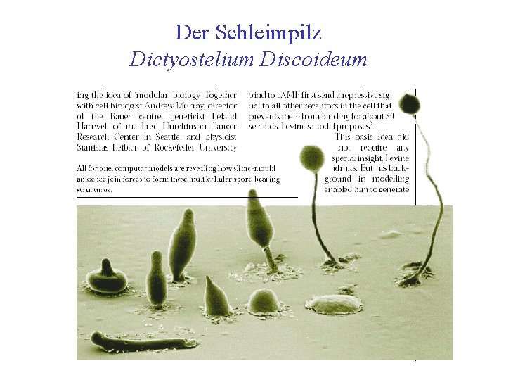 Der Schleimpilz Dictyostelium Discoideum 