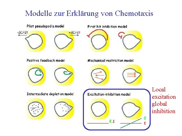 Modelle zur Erklärung von Chemotaxis Local excitation global inhibition 