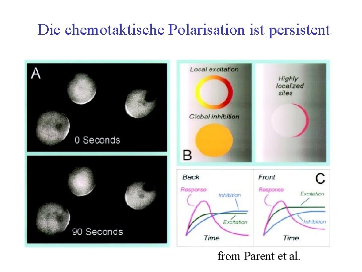 Die chemotaktische Polarisation ist persistent from Parent et al. 