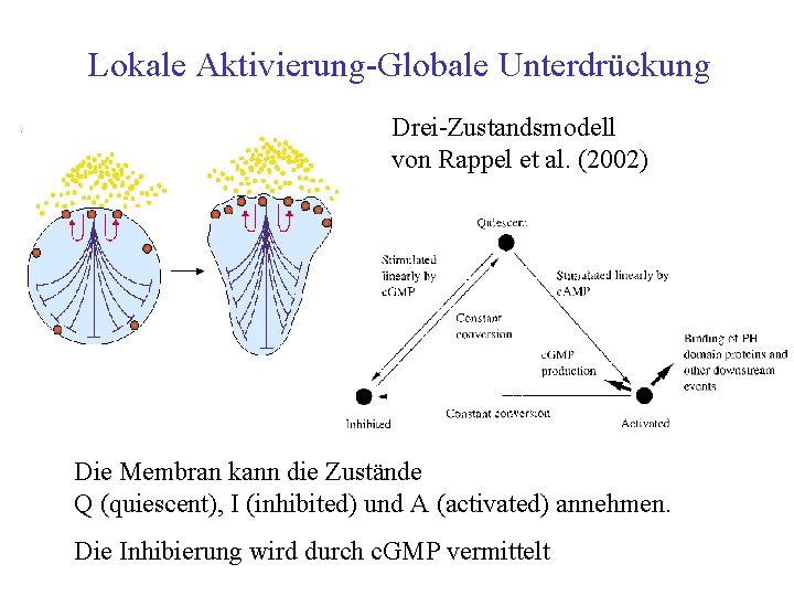 Lokale Aktivierung Globale Unterdrückung Drei Zustandsmodell von Rappel et al. (2002) Die Membran kann