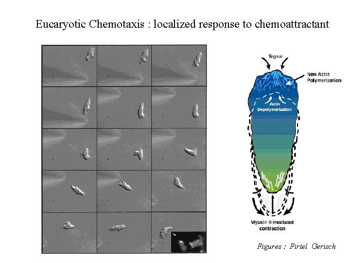 Eucaryotic Chemotaxis : localized response to chemoattractant Figures : Firtel Gerisch 