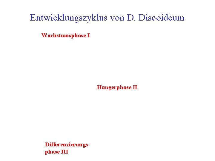 Entwicklungszyklus von D. Discoideum Wachstumsphase I Hungerphase II Differenzierungsphase III 