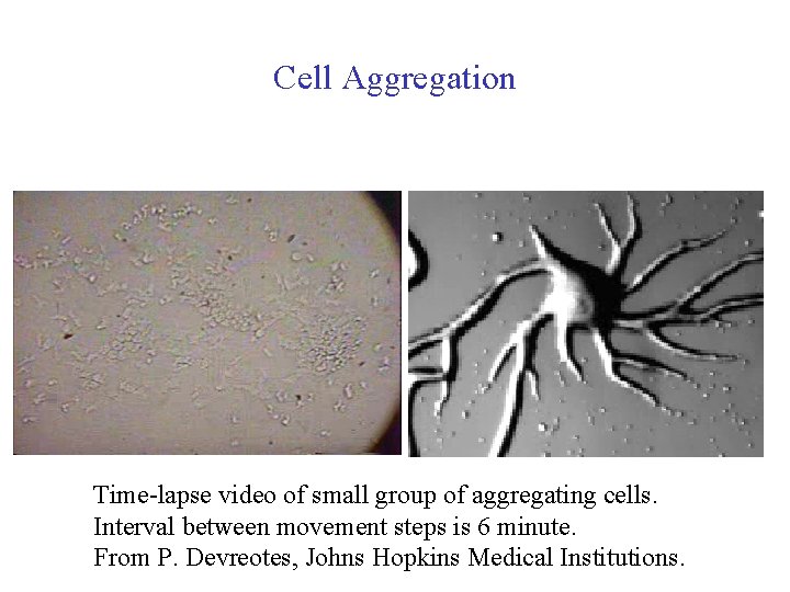 Cell Aggregation Time lapse video of small group of aggregating cells. Interval between movement