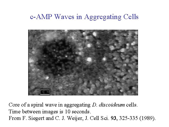 c AMP Waves in Aggregating Cells Core of a spiral wave in aggregating D.