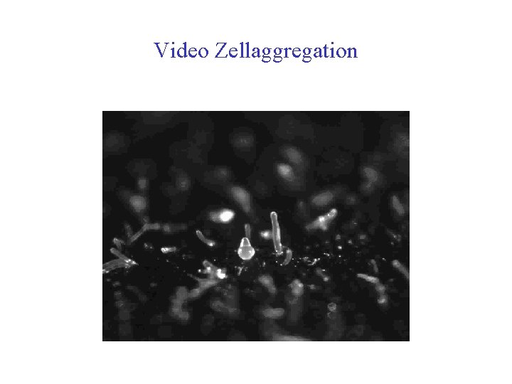 Video Zellaggregation 