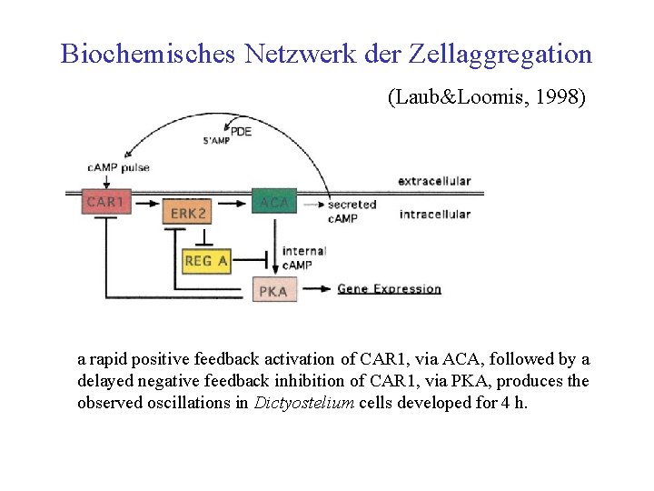 Biochemisches Netzwerk der Zellaggregation (Laub&Loomis, 1998) a rapid positive feedback activation of CAR 1,