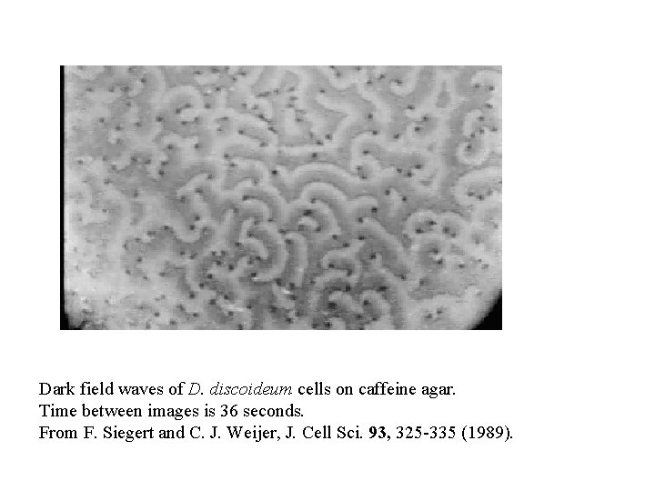 Dark field waves of D. discoideum cells on caffeine agar. Time between images is