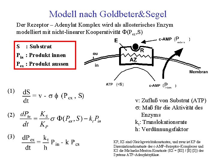 Modell nach Goldbeter&Segel Der Rezeptor – Adenylat Komplex wird als allosterisches Enzym modelliert mit