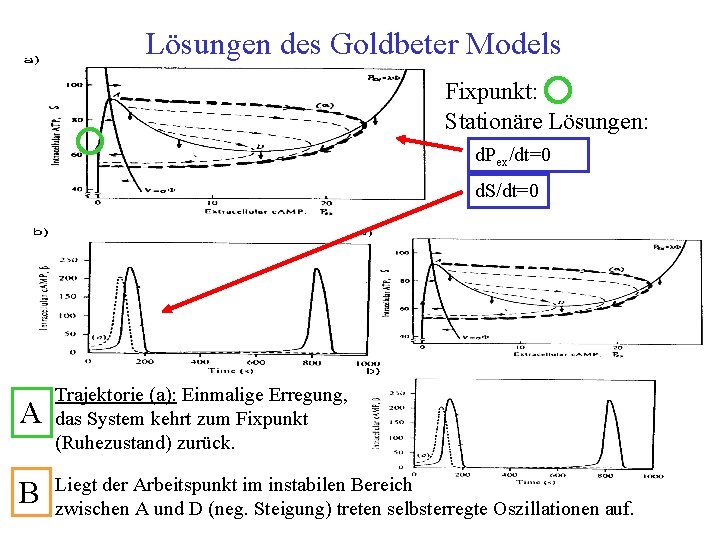 Lösungen des Goldbeter Models Fixpunkt: Stationäre Lösungen: d. Pex/dt=0 d. S/dt=0 A Trajektorie (a):