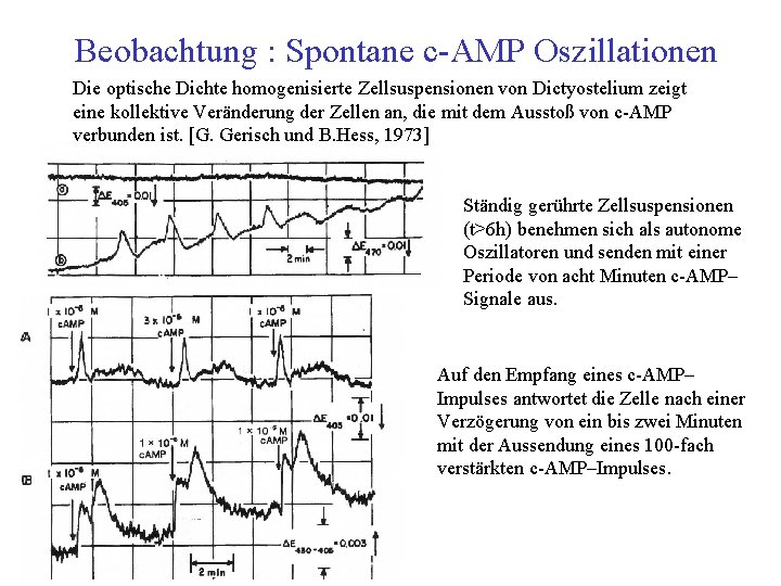 Beobachtung : Spontane c AMP Oszillationen Die optische Dichte homogenisierte Zellsuspensionen von Dictyostelium zeigt