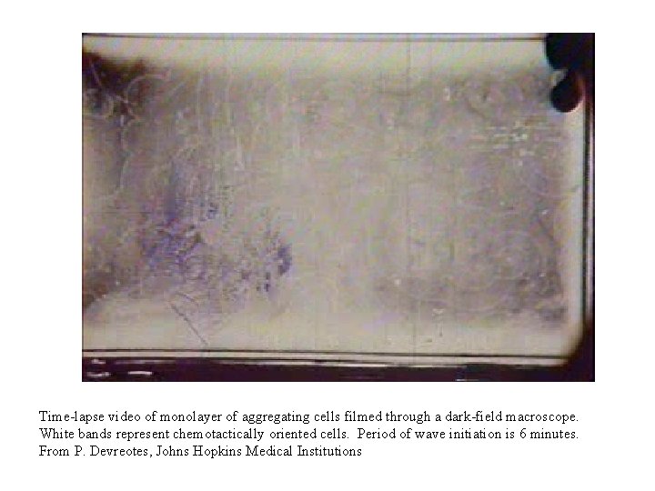 Time lapse video of monolayer of aggregating cells filmed through a dark field macroscope.