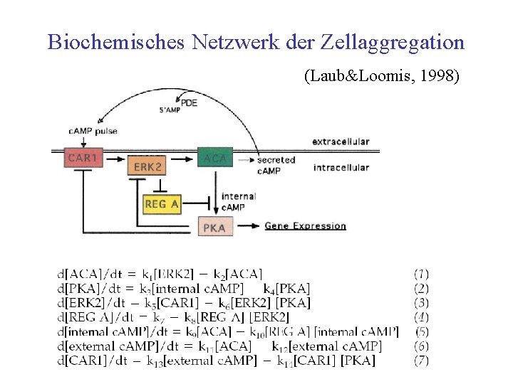 Biochemisches Netzwerk der Zellaggregation (Laub&Loomis, 1998) 